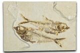 Plate of Two Fossil Fish (Diplomystus) - Wyoming #344751-1